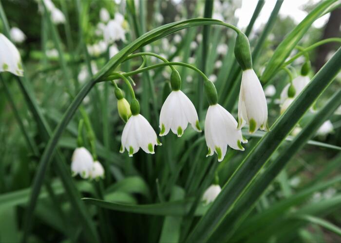 Bledule letní - Leucojum aestivum