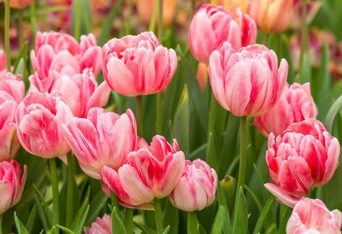 Tulipán plnokvětý raný 'Foxtrot' - Tulipa Double Early 'Foxtrot'