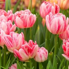 Tulipán plnokvětý raný 'Foxtrot' - Tulipa Double Early 'Foxtrot'