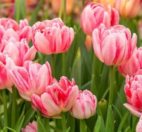 Tulipán plnokvětý raný 'Foxtrot' - Tulipa Double Early 'Foxtrot'