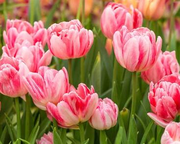 Tulipán plnokvětý raný 'Foxtrot'