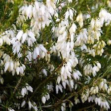 Vřesovec pleťový 'Snow Queen'