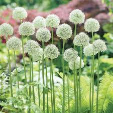 Česnek 'Mount Everest' - Allium 'Mount Everest'