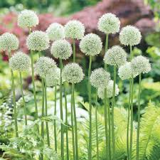 Okrasný česnek 'Mount Everest' - Allium 'Mount Everest'