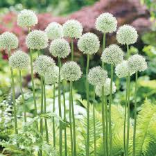 Česnek 'Mount Everest' - Allium 'Mount Everest'