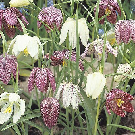 Řebčík kostkovaný - Fritillaria meleagris