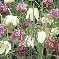 Řebčík kostkovaný - Fritillaria meleagris