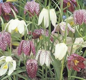 Řebčík kostkovaný - Fritillaria meleagris