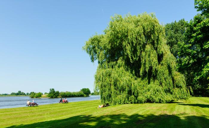 Vrba bílá - Salix alba