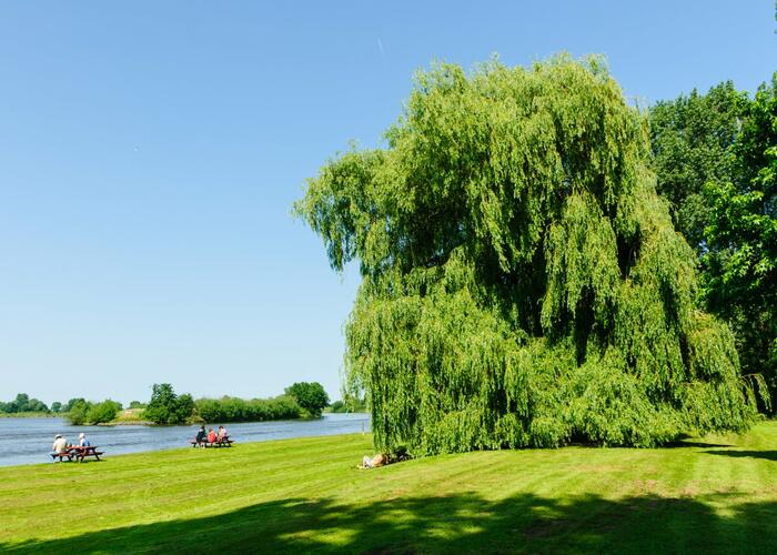 Vrba bílá - Salix alba