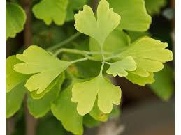 Jinan dvoulaločný 'Golden Globe' - Ginkgo biloba 'Golden Globe'