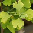 Jinan dvoulaločný 'Golden Globe' - Ginkgo biloba 'Golden Globe'