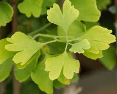 Jinan dvoulaločný 'Golden Globe' - Ginkgo biloba 'Golden Globe'