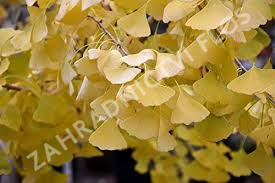 Jinan dvoulaločný 'Golden Globe' - Ginkgo biloba 'Golden Globe'