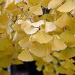 Jinan dvoulaločný 'Golden Globe' - Ginkgo biloba 'Golden Globe'