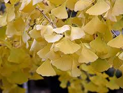 Jinan dvoulaločný 'Golden Globe' - Ginkgo biloba 'Golden Globe'