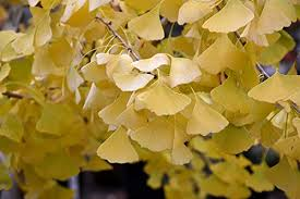 Jinan dvoulaločný 'Golden Globe' - Ginkgo biloba 'Golden Globe'