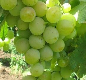 Réva vinná 'Talisman' - Vitis vinifera 'Talisman'