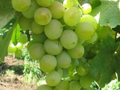 Réva vinná stolní 'Talisman' - Vitis vinifera 'Talisman'