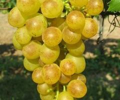 Réva vinná 'Prim' - Vitis vinifera 'Prim'