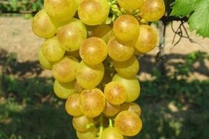 Réva vinná stolní 'Prim' - Vitis vinifera 'Prim'