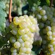 Réva vinná 'Římský' - Vitis vinifera 'Římský'