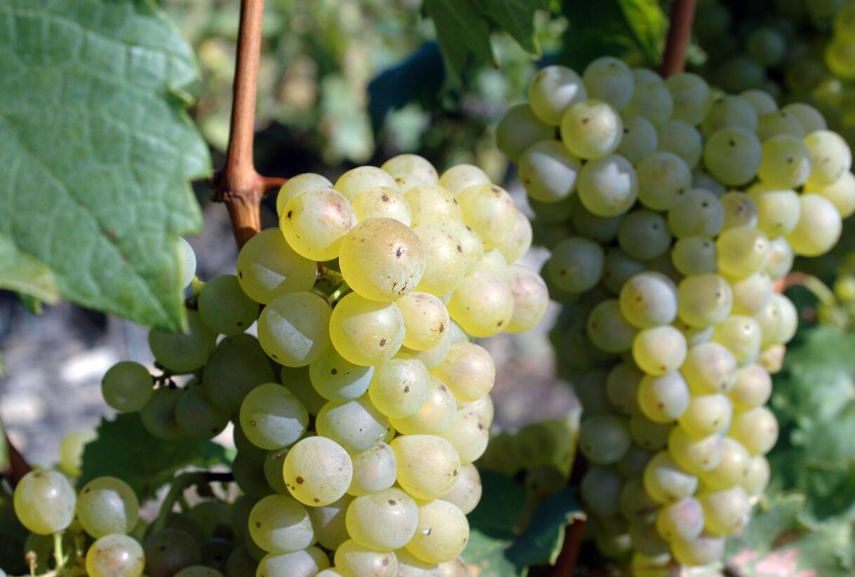Réva vinná stolní 'Římský' - Vitis vinifera 'Římský'
