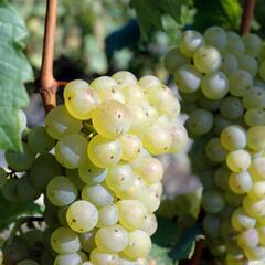 Réva vinná 'Římský' - Vitis vinifera 'Římský'