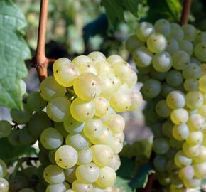 Réva vinná 'Římský' - Vitis vinifera 'Římský'
