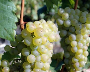 Réva vinná stolní 'Římský'