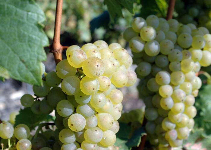 Réva vinná 'Římský' - Vitis vinifera 'Římský'