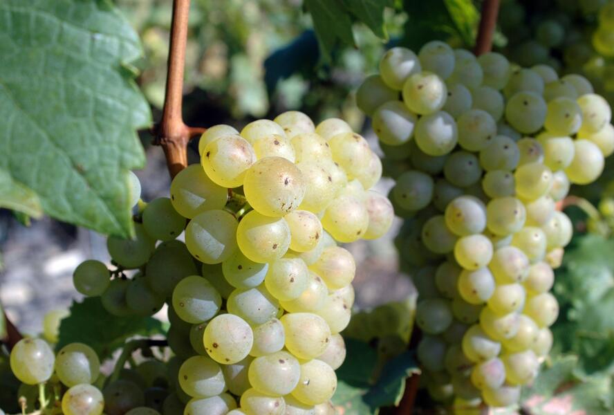 Réva vinná stolní 'Římský' - Vitis vinifera 'Římský'