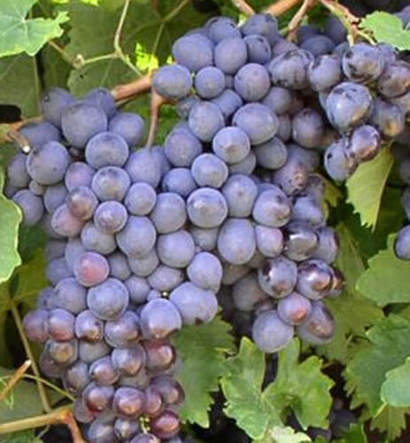 Réva vinná 'Premier' - Vitis vinifera 'Premier'
