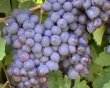 Réva vinná stolní 'Premier'
