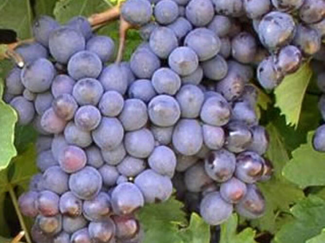 Réva vinná 'Premier' - Vitis vinifera 'Premier'