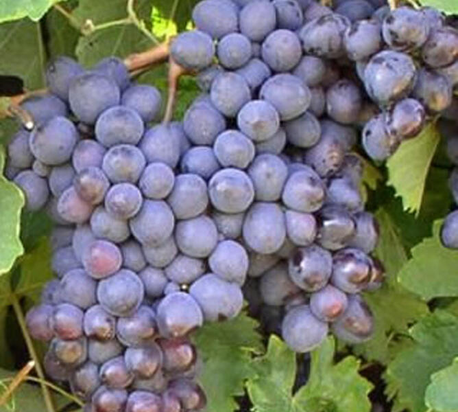 Réva vinná stolní 'Premier' - Vitis vinifera 'Premier'