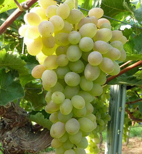 Réva vinná 'Terez' - Vitis vinifera 'Terez'