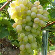 Réva vinná 'Terez' - Vitis vinifera 'Terez'