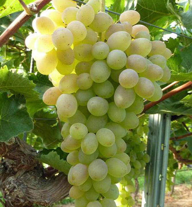 Réva vinná stolní 'Terez' - Vitis vinifera 'Terez'