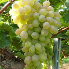 Réva vinná 'Terez' - Vitis vinifera 'Terez'