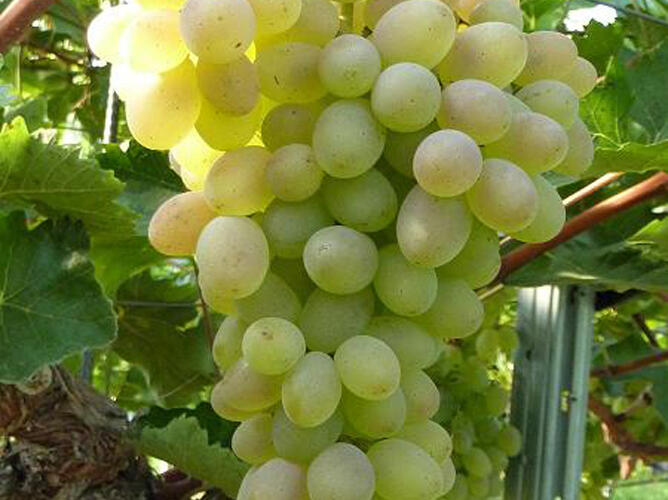 Réva vinná 'Terez' - Vitis vinifera 'Terez'