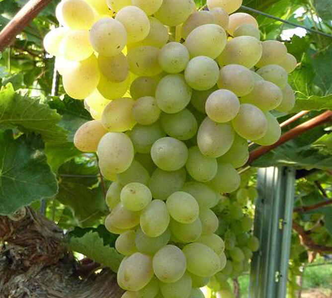 Réva vinná stolní 'Terez' - Vitis vinifera 'Terez'
