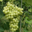 Réva vinná 'Pannonia Kincsze' - Vitis vinifera 'Pannonia Kincsze'