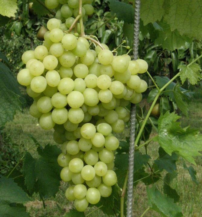 Réva vinná stolní 'Pannonia Kincse' - Vitis vinifera 'Pannonia Kincse'