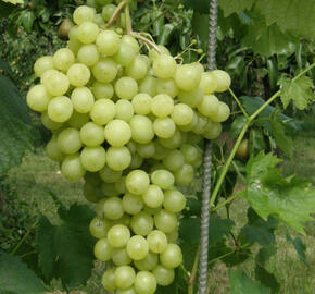 Réva vinná 'Pannonia Kincsze' - Vitis vinifera 'Pannonia Kincsze'