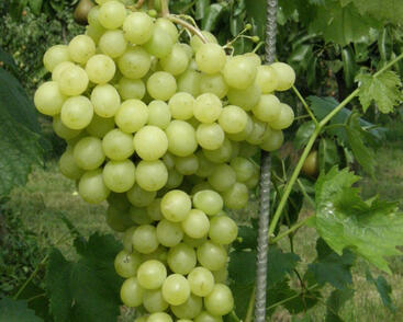 Réva vinná stolní 'Pannonia Kincse'