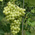 reva-vinna-pannonia-kincsze.jpg