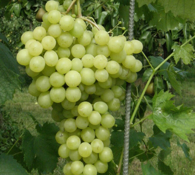 Réva vinná stolní 'Pannonia Kincse' - Vitis vinifera 'Pannonia Kincse'