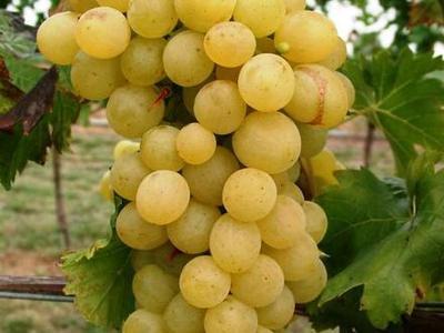 Réva vinná stolní 'Suzi' - Vitis vinifera 'Suzi'