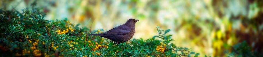 Listnatý živý plot